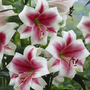 Trumpet shaped Lily Longiflorum 'Triumphator'